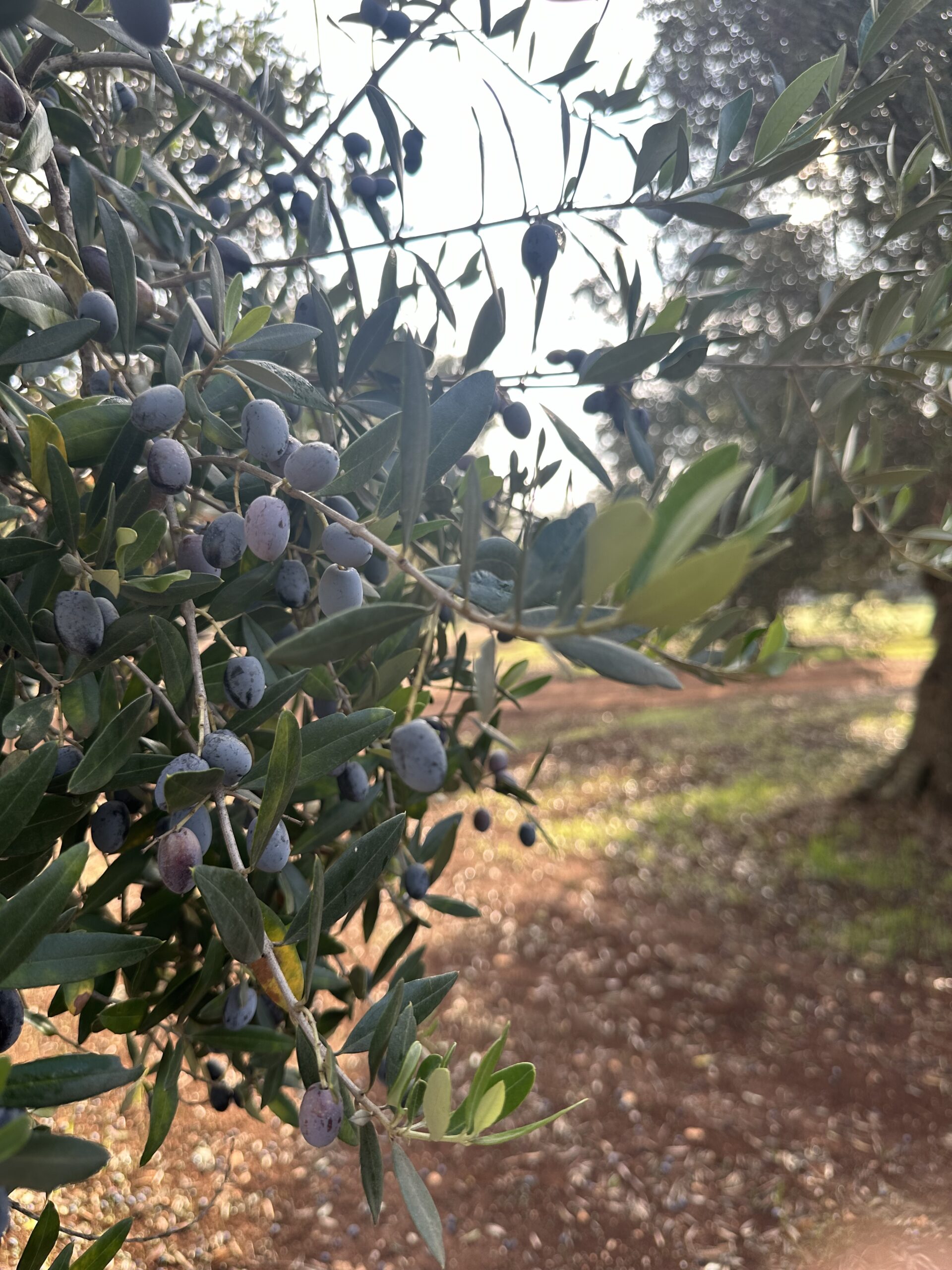 olives