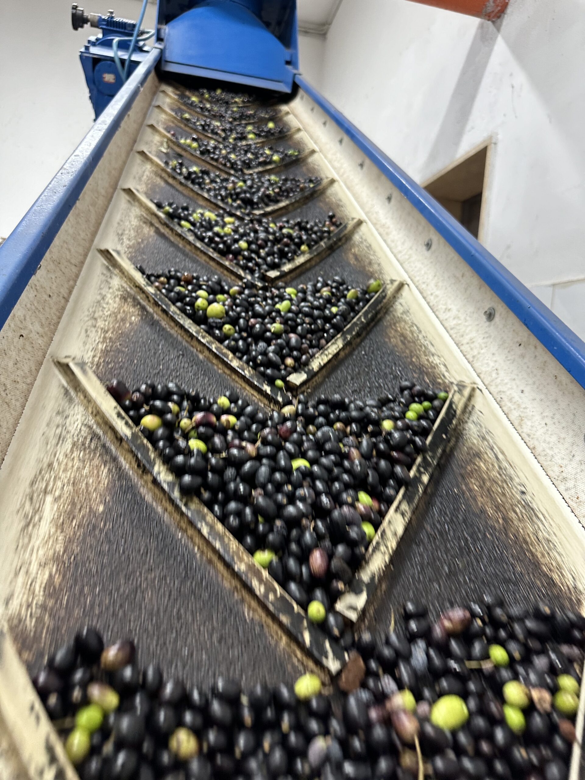 olives on its way to the press